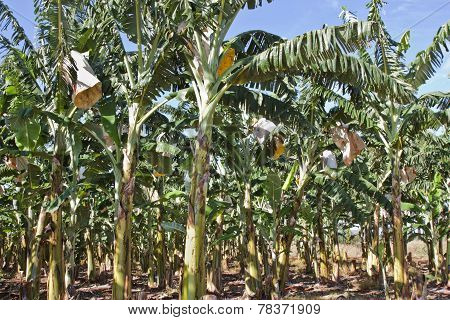 Banana Plantation 1748