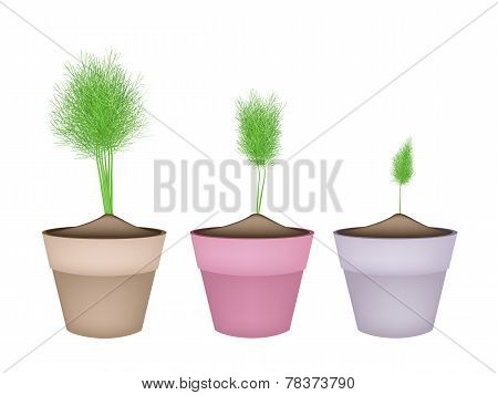Fresh Green Dill in Ceramic Flower Pots