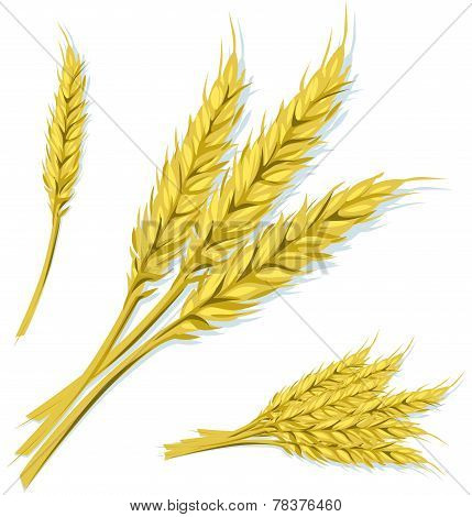 Wheat