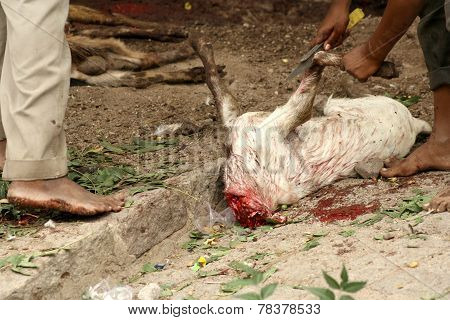 Hindu devotees make animal sacrifice during Bonalu festival to prepare bonam as offering to goddess