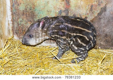 Newborn Lowland Tapir (tapirus Terrestris)