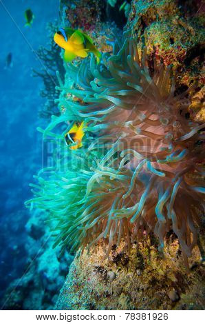 Clownfish shelters in its host anemone on a tropical coral reef