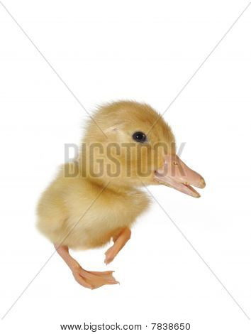 Mládě od Duck