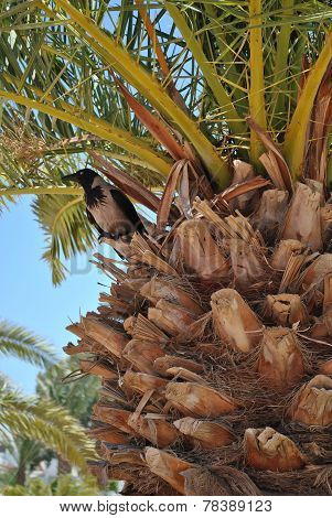 A crow on the palm tree