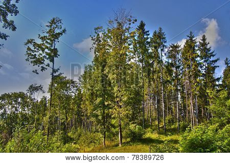 Forest Edge