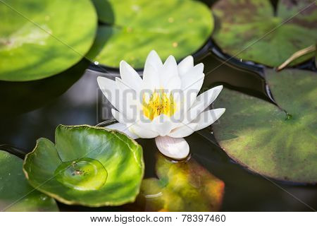 Water Lilly