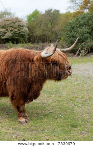 Scottisch Highlander