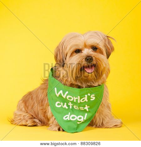 Little mixed breed dog with long hair on yellow background as world's cutest dog