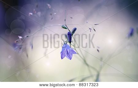 Harebells (campanulas) Wild Flowers