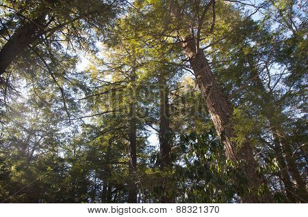 Coniferous Forest