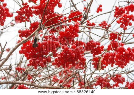 Viburnum Berries In Autumn