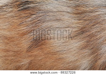 Brown Dog Wool
