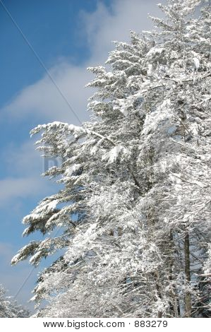新鲜的冬天雪