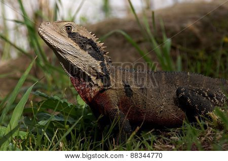 Water Dragon in the grass.