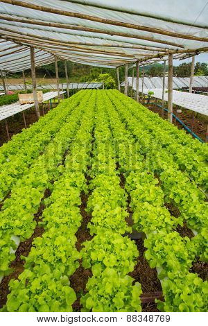 Organic Vegetables