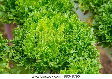 Organic Vegetables