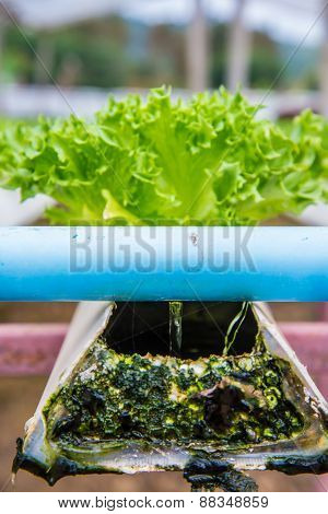 Organic Vegetables