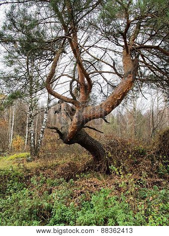 Ugly Pine Tree