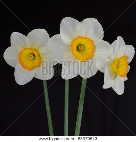 Daffodils on a black background