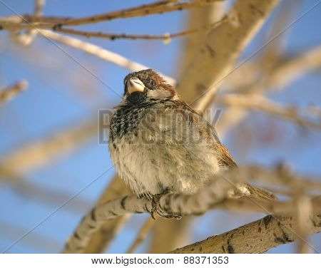 sparrow
