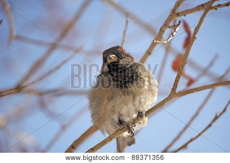 Sparrow