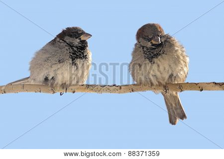 Two Sparrows