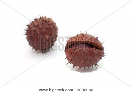 Conker