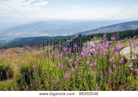 Mountian