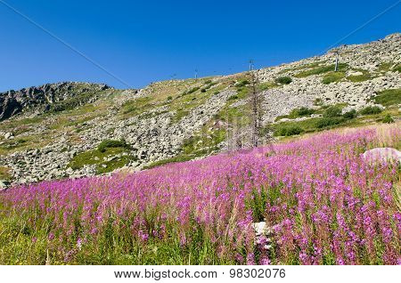 Mountian
