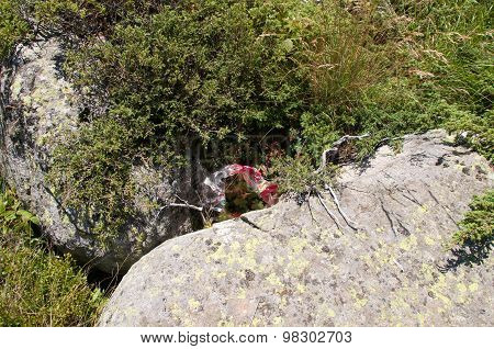 Mountian