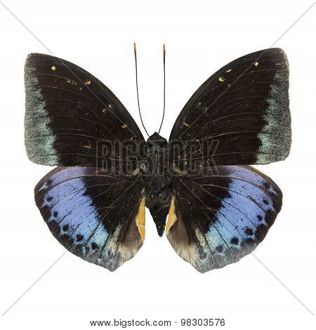 Male Common Archduke