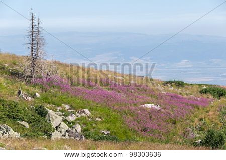 Mountian