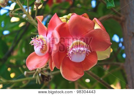 Beautiful Cannon Balltree Flower