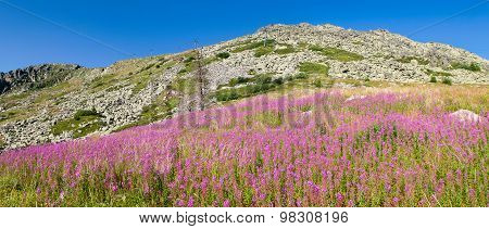 Mountain Panorama