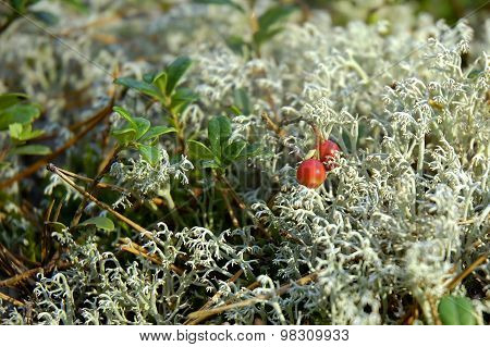 Cranberry In Forest