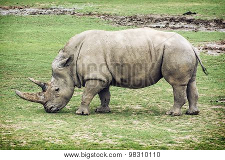 White Rhinoceros Side View