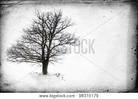 Lone Tree Without Leaves