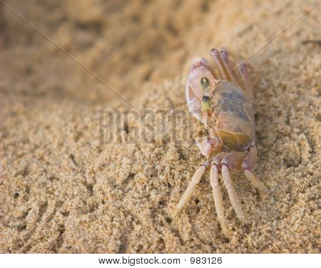 Krab