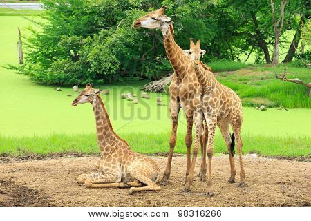giraffes in the zoo safari park