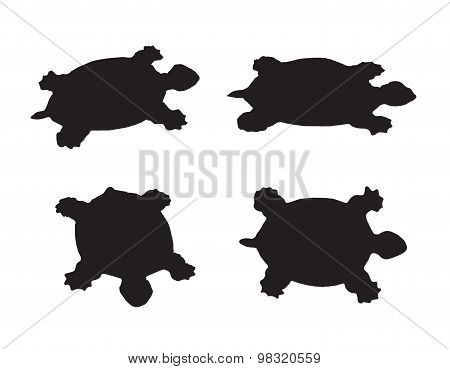Vector Group Of Turtle On White Background