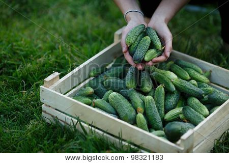 Cucumbers Harvest