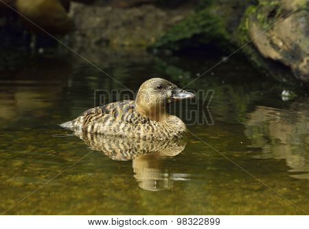 African Pygmy-goose