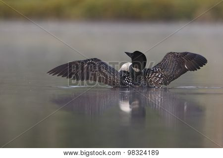 Common Loon (gavia Immer) Rising From A Misty Lake
