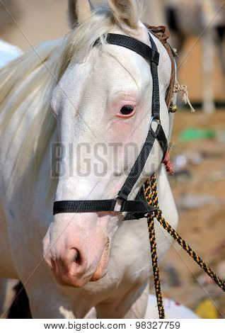 White Horse At Pushkar Fair In Rajasthan, India