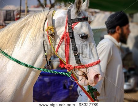 White Horse At Pushkar Fair In Rajasthan, India