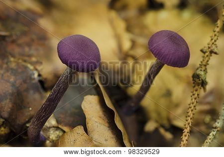 Poisonous mushrooms in the forest
