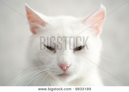 Regal Cat