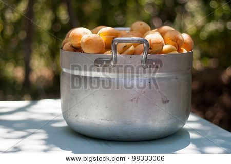 Pot with recently picked fresh organic apricots
