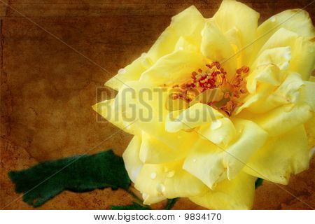 Grungy gule Rose