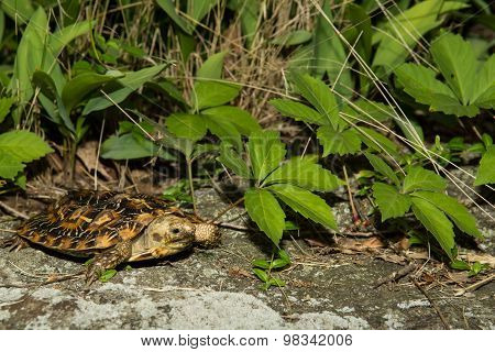 Pancake Tortoise